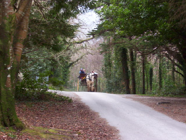 Killarney Horse Carriage