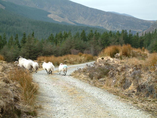 Sheep in the road